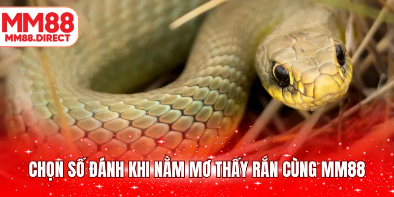 Chọn số đánh khi nằm mơ thấy rắn cùng MM88