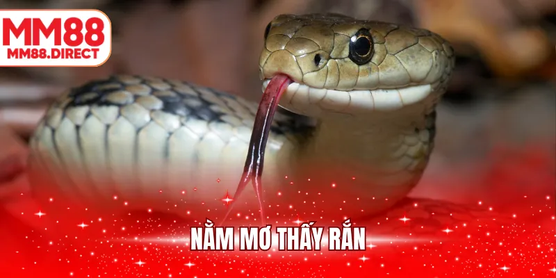 nằm mơ thấy rắn
