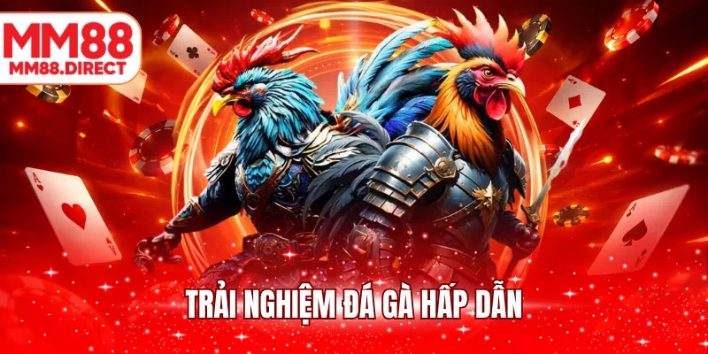 Trải nghiệm đá gà hấp dẫn