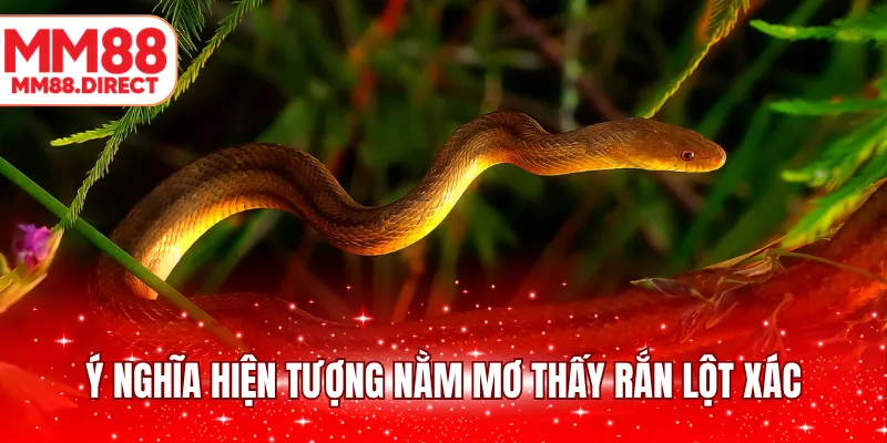 Ý nghĩa hiện tượng nằm mơ thấy rắn lột xác